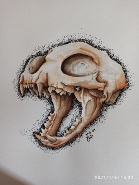 Cat Skull 1